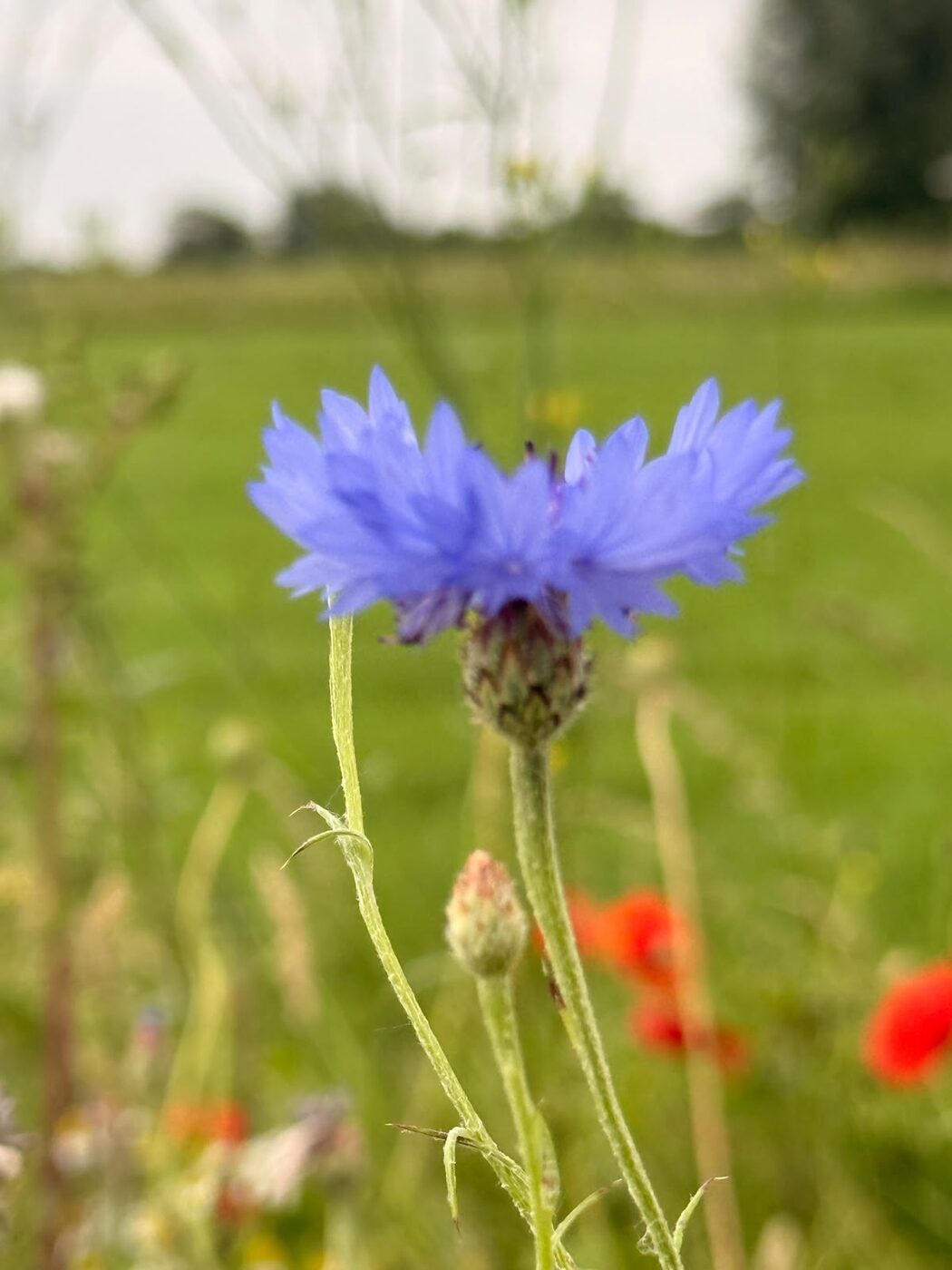 Open veld met korenbloemen en klaprozen — wildbloemenweide en akkerrand op maat bij Mixopmaat